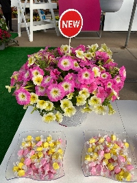 Yellow and Pink petunias with bowls of yellow and pink candy