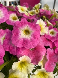 Pink and yellow petunia blooms