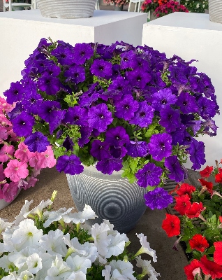 Blue petunias in a flower pot