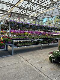 A garden center with hanging baskets of flowers