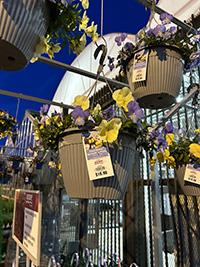 a hanging basket of purple and yellow flowers