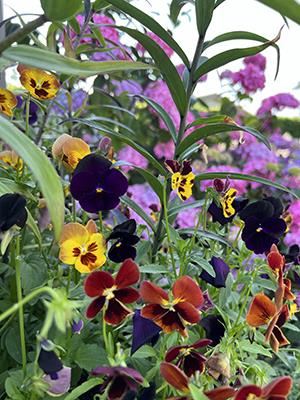 Various flower blooms in different colors
