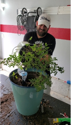 Man planting a green shrub in a container