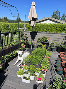 Pitbull in a patio garden full of plants