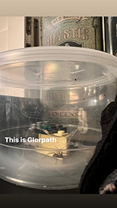 Black spider in a container