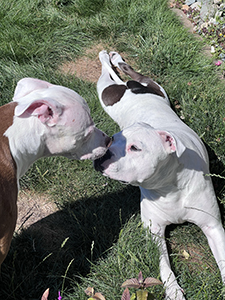 Two pitbulls snuggling