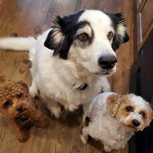 Very attentive group of dogs
