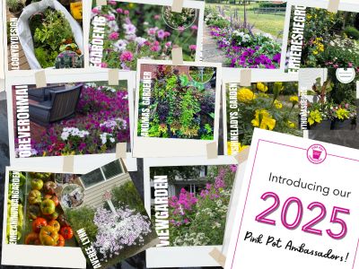 Collage of different plants photos 