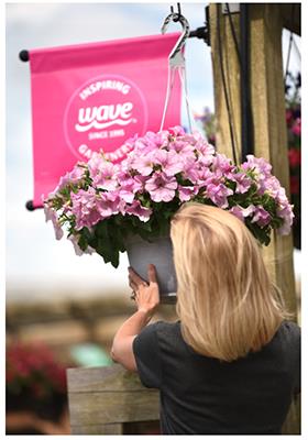 A women hangs a basket of pink pearl wave petunias in front of a pink Wave sign banner.
