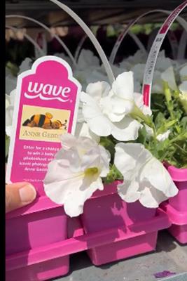 Exclusive bee baby tag from Wave Petunias among white blooms