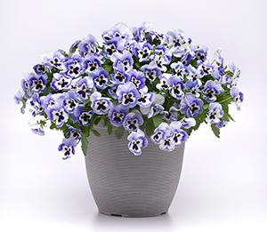 Bi-color purple and white pansies in a flower pot