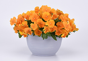 Orange pansies in a white flower pot