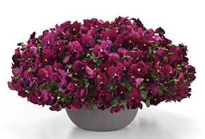 Rose-colored pansies in a white flower pot