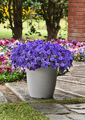 Blue pansies in a large flower container on an outdoor patio.