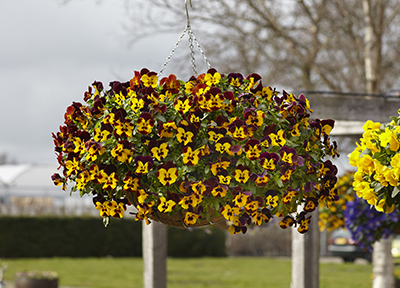 Bi-color rose and yellow pansies in an outdoor hanging basket.