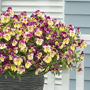 Bi-color rose and yellow pansies in an outdoor container.