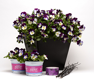 Big and little flower containers filled with bi-color purple and white pansies.
