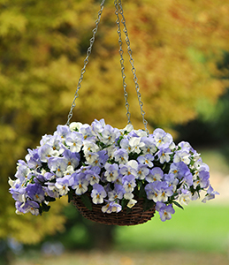 Outdoor hanging basket filled with lavender pansies.