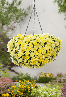 Yellow pansies trailing out of a hanging basket.