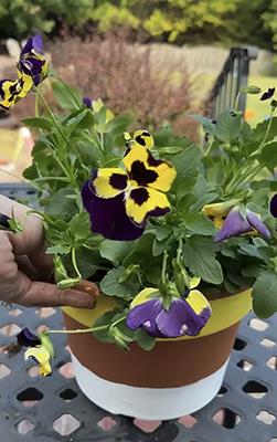 Halloween-decorated flower pot with bi-color pansies