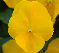 Cool Wave Golden Yellow Pansy