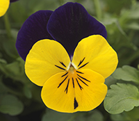 Yellow and Purple Viola