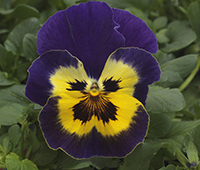 Top Wave Purple Sunburst Pansy