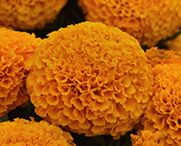 Orange marigold