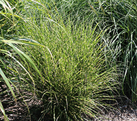 Green Festuca grass