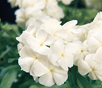 White Phlox