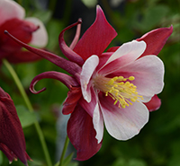Aquilegia EarlyBird Red White