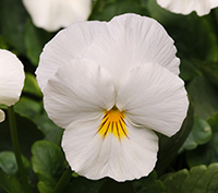 Cool Wave White Pansy