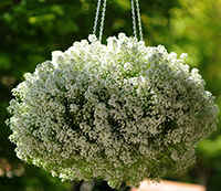 White Alyssum hanging basket