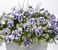 Mixed combo with Top Wave Marina Pansies
