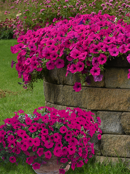 Vibrant Wave Purple Classic petunias spilling over a garden wall and a lush container. 