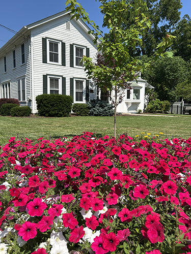 Red Wave Petunias growing outside a house in the summer