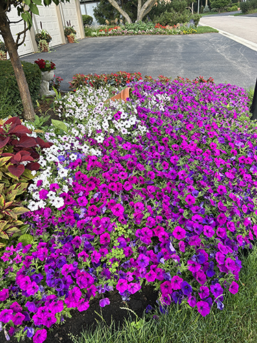 Wave Purple Classic growing alongside a driveway in the summer