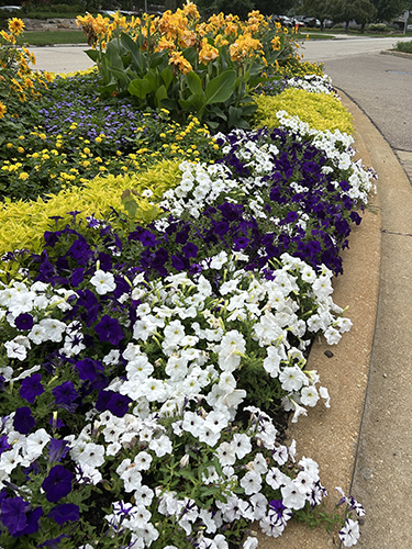 Wave Petunias in purple tie-dye growing alongside a curb next to other annuals.