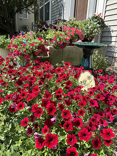 Red Wave Petunias growing on a front porch.