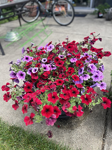 Red and purple Wave Petunias spreading out of a container.