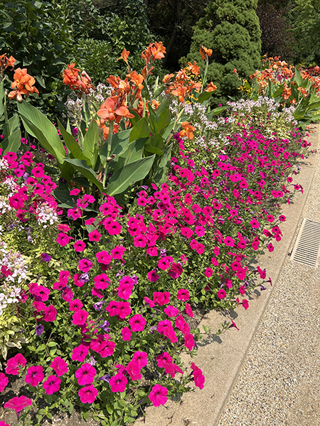 Hot pink petunias with salmon-colored canna in the landscape