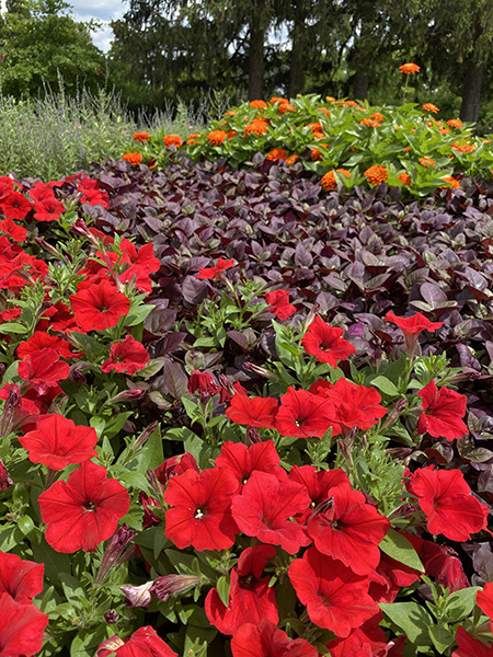 Red petunias, purple alternanthera and orange zinnia in the landscape