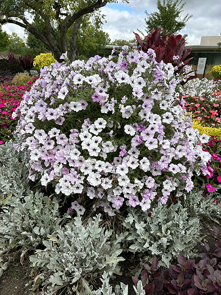 Tidal Wave Silver petunias and Silver Swirl Centaurea in the landscape