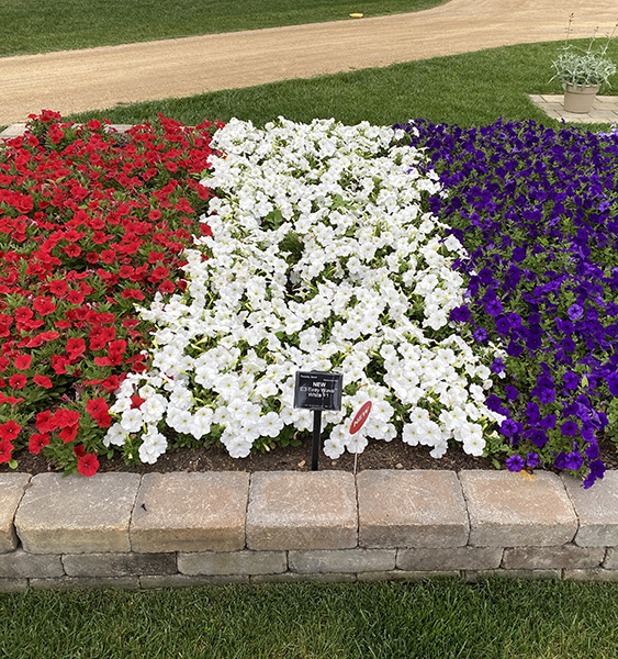 Red, white and blue Wave petunias in the landscape