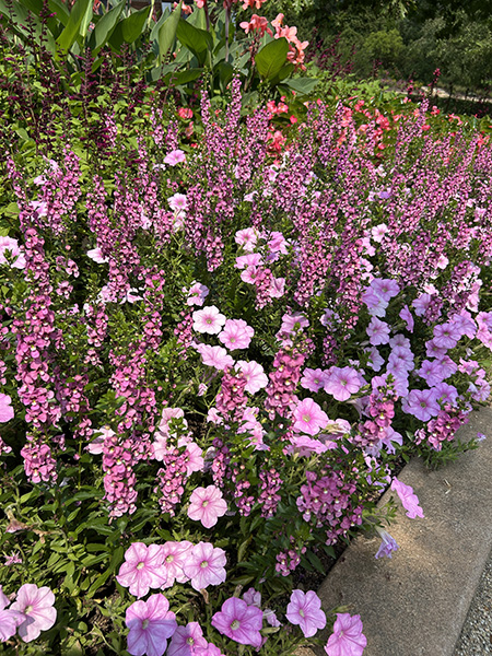 Rosy colored flower combination includes pink Wave Petunias