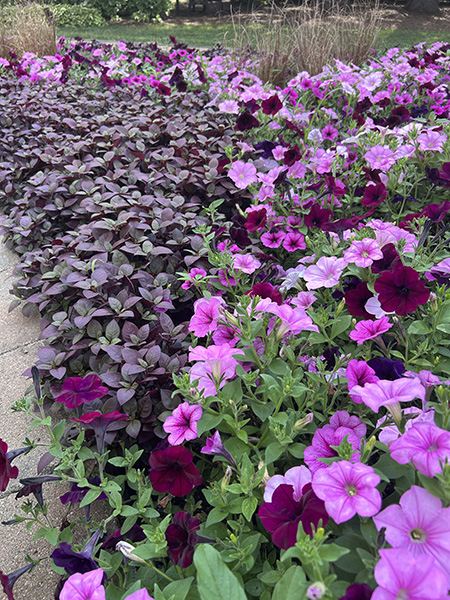 Rosy-colored petunias with purple foliage in the landscape