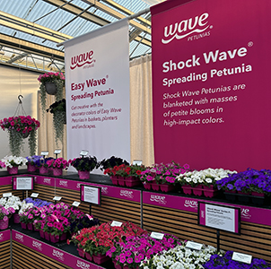 Informative signage for Wave Petunias