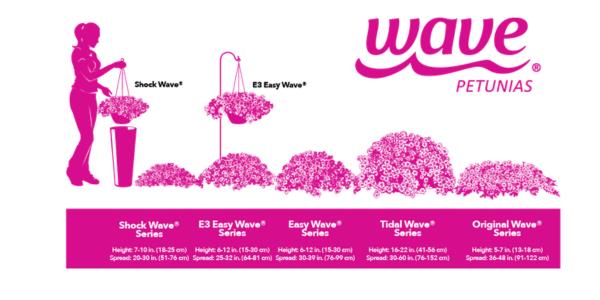 Wave Petunias flower diagram