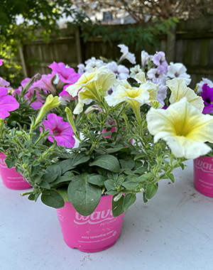 Wave Petunias in pink pots