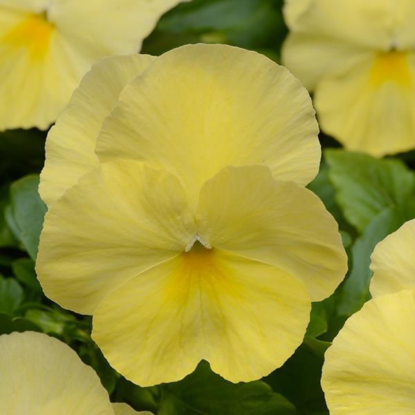 Cool Wave Lemon